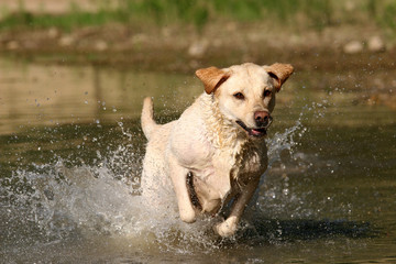 pure joy