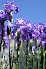 fleurs d& 39 iris bleu