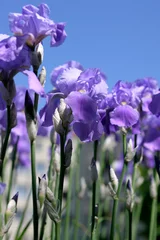 Crédence de cuisine en verre imprimé Iris fleurs d& 39 iris bleu