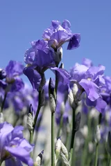 Crédence de cuisine en verre imprimé Iris fleurs d& 39 iris bleu