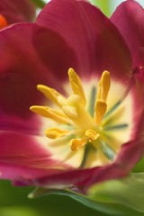 Fototapeta premium purple tulip