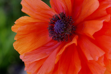 beautiful orange red poppy flower closeup