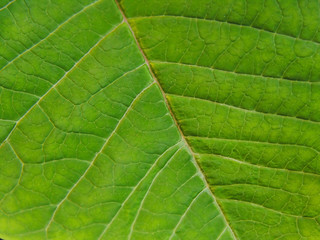 Fototapeta na wymiar detail of a leaf
