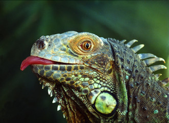green iguana - obrazy, fototapety, plakaty