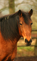 Obraz premium spanische schönheit