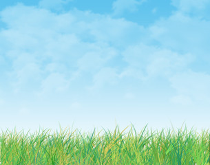 Obraz na płótnie Canvas sky and grass