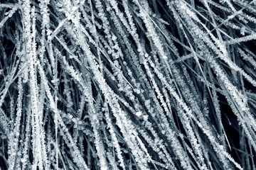 frozen grass