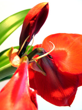 amarilis