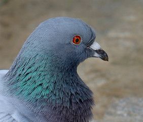 brieftaube