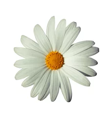 Fotobehang Gerbera witte bloem