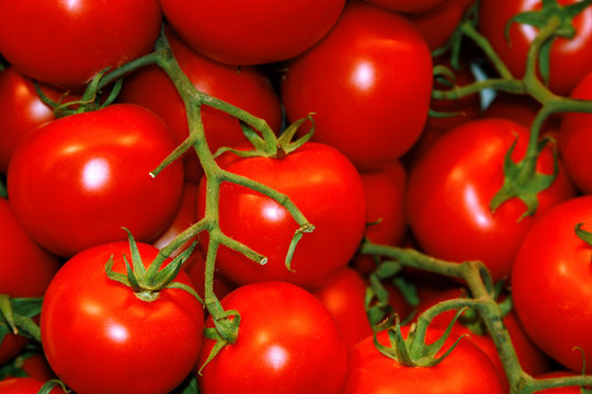 tomatoes