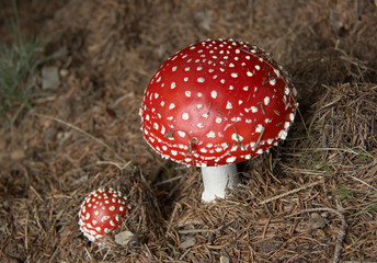 mushroom
