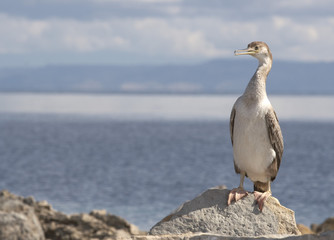 cormorant