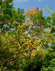 Fototapeta na wymiar lipstick tree, hoomaluhia botanical gardens