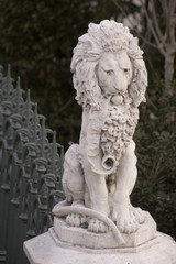 Fototapeta premium lion