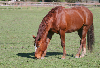Fototapeta premium horse
