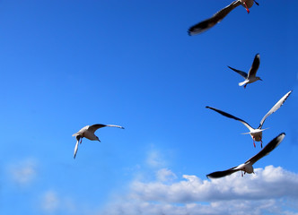 flying message