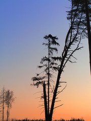 sunset  trees