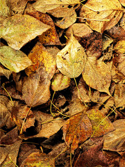dead leaves