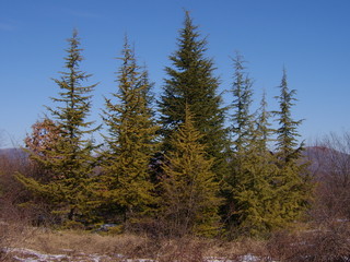 pine trees