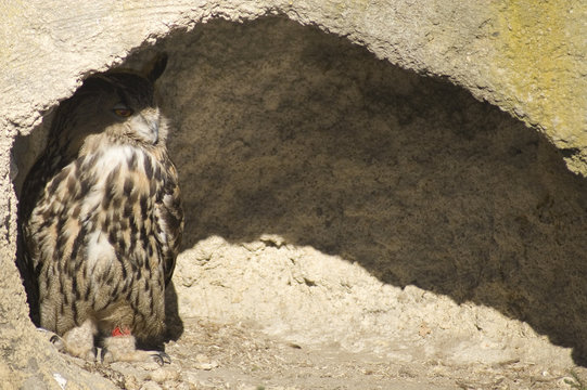 grand duc 1