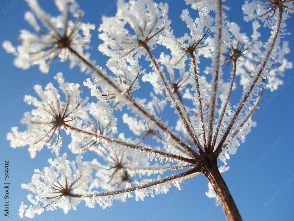 Canvas Prints seed with ice crystals