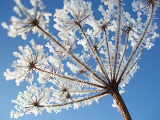 Wall murals Dandelions and water seed with ice crystals