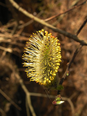willow © Pali A