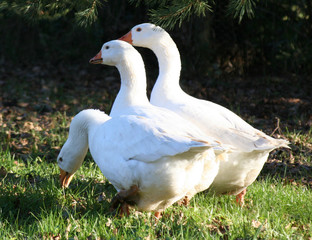 trio of geese