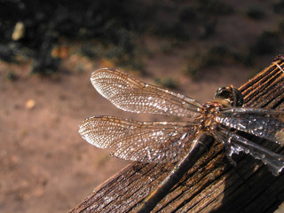 dragonfly