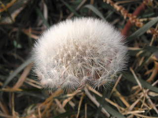 dandelion   wild flower