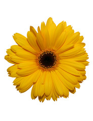 yellow gerbera flower isolated