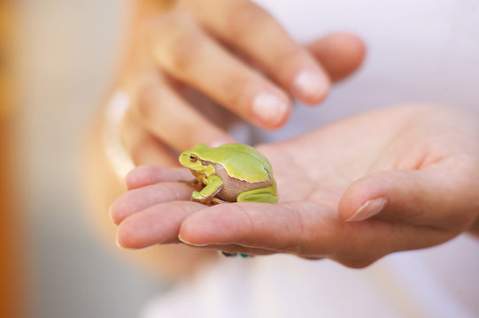 green frog - grüner frosch