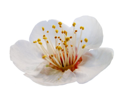 plum flower