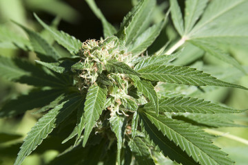 cannabis 05
