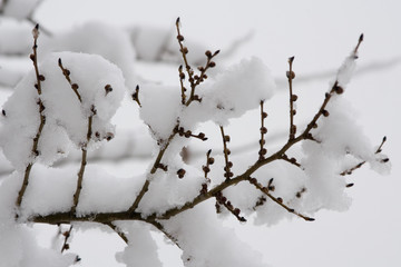 arbre enneigé 06