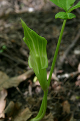 Fototapeta premium jack in the pulpit