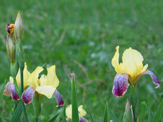 irises © Dmitry Grishin