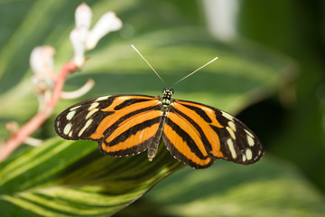 insect 008 butterfly