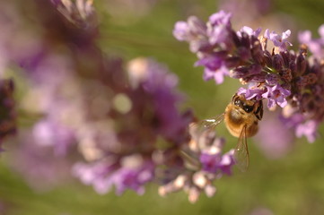 abeilles