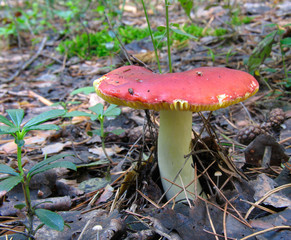 red russule