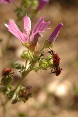 insectes du sud gendarme