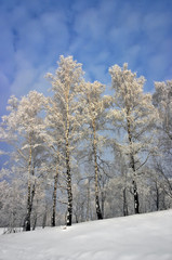 winter birches