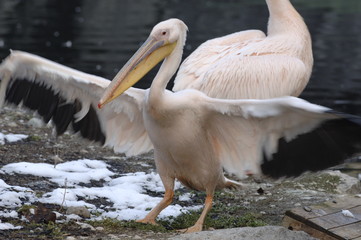 pelican rose