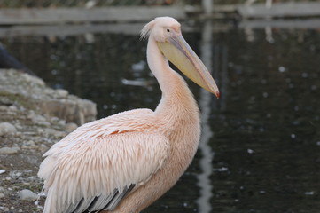 pelican rose