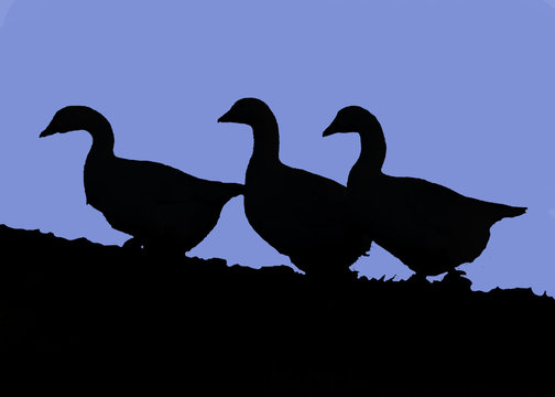 Trio Of Geese Silhouette At Night