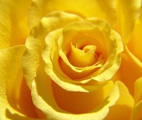 Obraz na płótnie Canvas gelbe rose