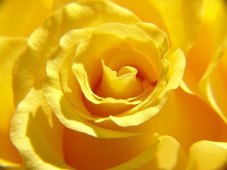 Fototapeta na wymiar gelbe róże