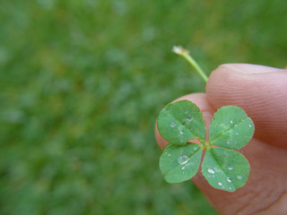 glücksklee © Rebel