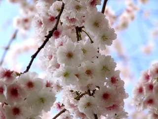 Tuinposter Kersenbloesem kirschblüte